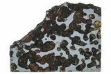 Polished Sericho Pallasite Meteorite ( g) Slice - Kenya #313716-1